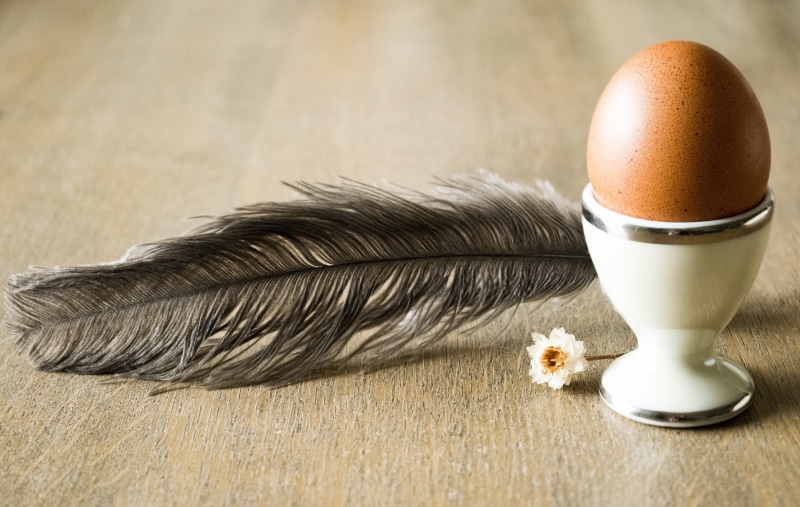 presentación, eggcup, huevo, healthy eating, pets, close-up, still life, food and drink, flor, one animal, freshness, wood - material, table, pluma, egg