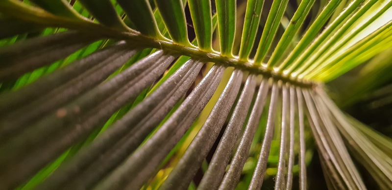 vert, rétroéclairé, verde, full frame, plant part, pattern, growth, frond, s9, rétroéclairage, leaf, backlight, fondo de pantalla, backgrounds