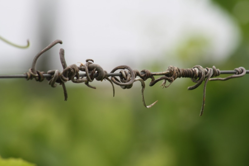 vine shoot, selective focus, close-up, 4K, barrier, plant, wine, rusty, viña, growth, boundary, no people, safety, vid, nature, outdoors, viñedo, blur background