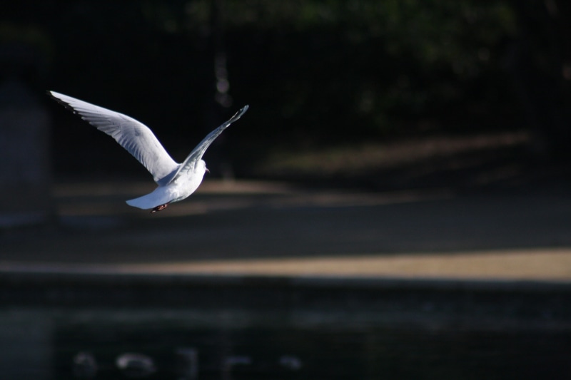 4K, volar, animal, nature, waterfront, white bird, animal wildlife, seagull, spread wings, pájaro blanco, gaviota blanca, motion, mid-air, flying, white seagull