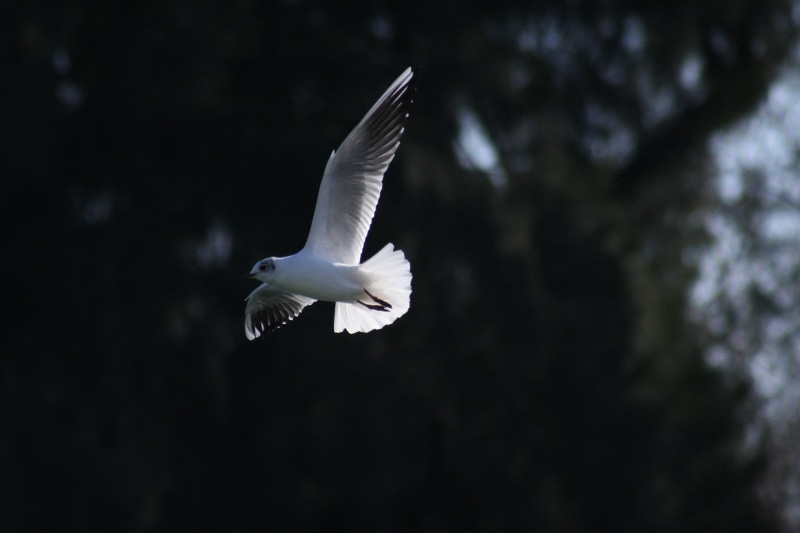 animals in the wild, beauty in nature, wings, blur background, spread wings, volar, 4K, one animal, animal themes, animal wildlife, vertebrate, pájaro blanco