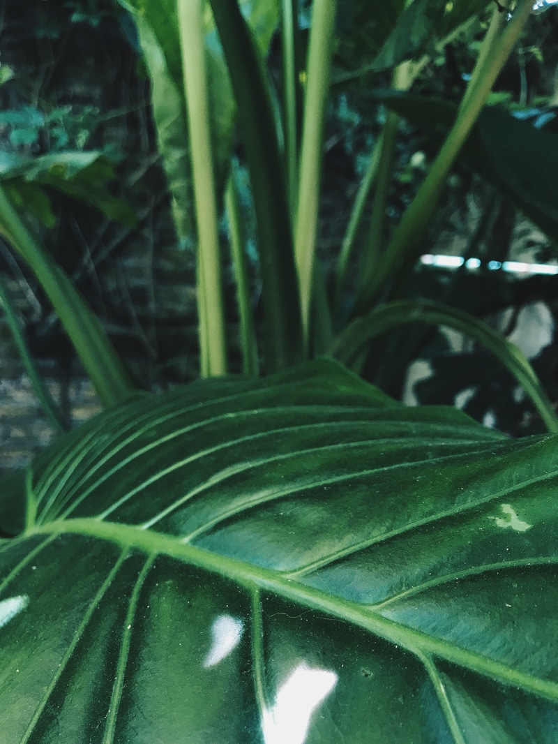 leaf, plant, araceae, growth, wet, tree, vegetation, animal, focus on foreground, raindrop, drop, agavaceae, outdoors, blade of grass, purity, jungle, veins