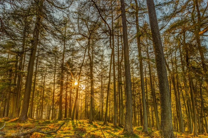 change, scenics - nature, tranquil scene, coniferous tree, day, nature, 4K, tranquility, beauty in nature, non-urban scene, plant, landscape, tree trunk