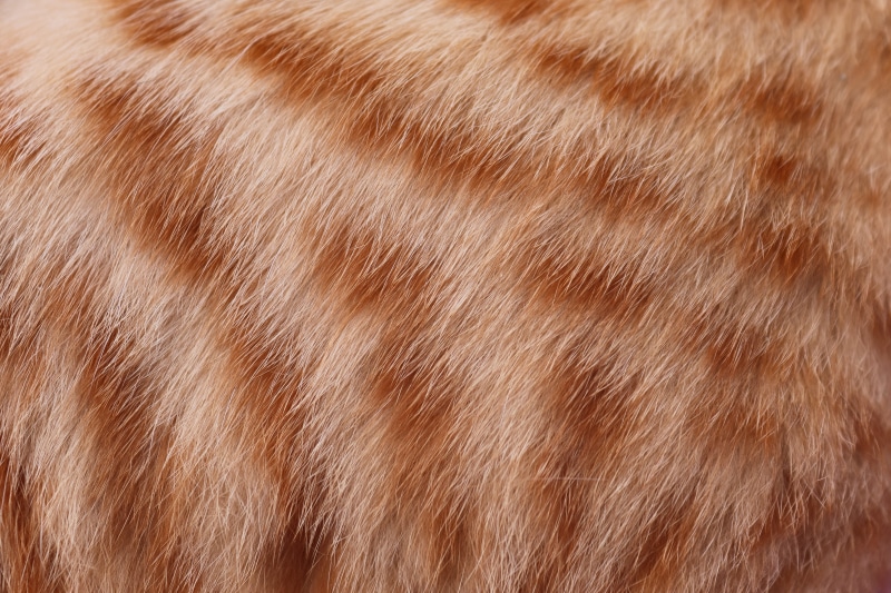 wood grain, no people, 5K, screensavers, animal hair, nature, extreme close-up, abstract, pet, animal themes, mackerel, material, fluffy, domestic animals