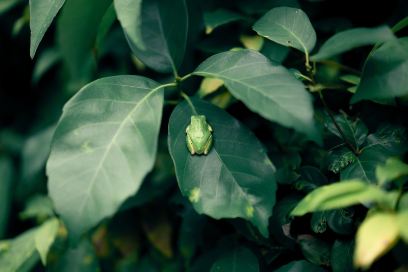 day, plant part, one animal, fruit, dark, nature, japan, produce, flora, frog, grapefruit, green, photography, green color, wildlife, animals in the wild