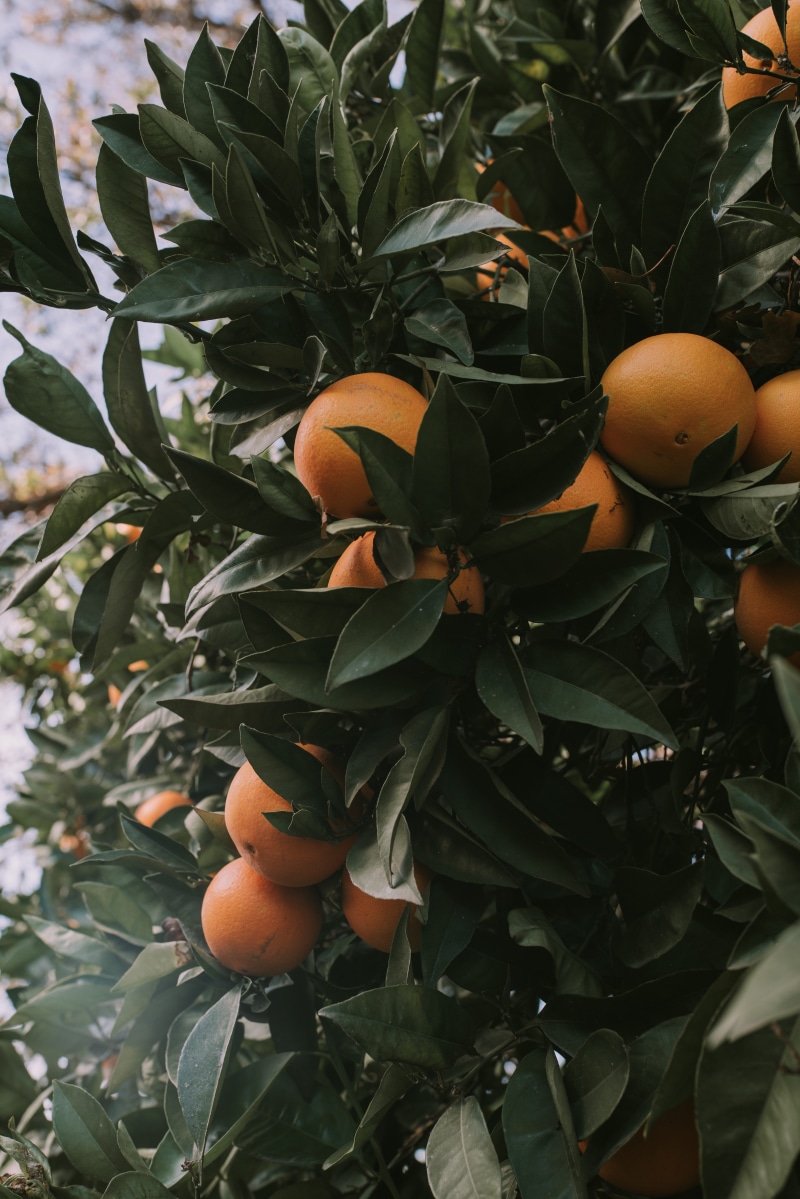 apricot, nature, ice, grapefruit, orange color, egg, wellbeing, jackfruit, plant, freshness, frost, leaves, growth, fruit, day, outdoors, 8K, healthy eating