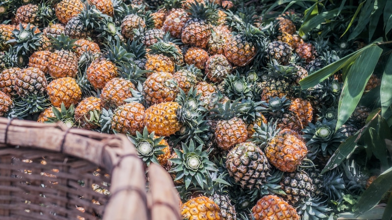 close-up, plant, eruption, retail, lot, market, mailbox, jam, watermelon, freshness, for sale, produce, daytime, large group of objects, hand, tropical fruit
