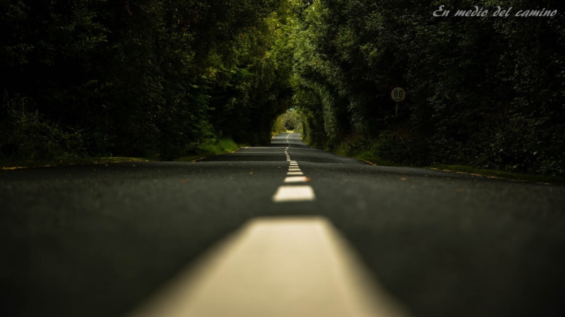 plant, tree, beauty in nature, road, nature, no people, long, empty, trees, marking, growth, sunlight, day, dividing line, outdoors, photography, diminishing perspective