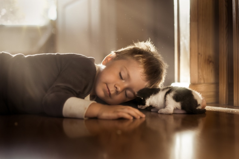 domestic, napping, offspring, innocence, eyes closed, child, pets, one animal, sleeping, surface level, headshot, people, little boy, 1080P, one person
