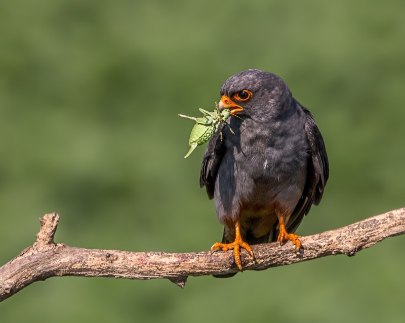 red, Lunch, bird, looking, Red-footed Falcon, falcon, beak, 2K, outdoors, carnivore, black, grasshopper, Male, footed, feather, animals Hunting, animals In The Wild