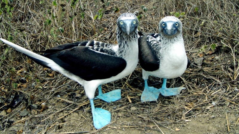 full length, field, animal wildlife, land, birds, young animal, vertebrate, two animals, animals in the wild, animals, perching, no people, group of animals