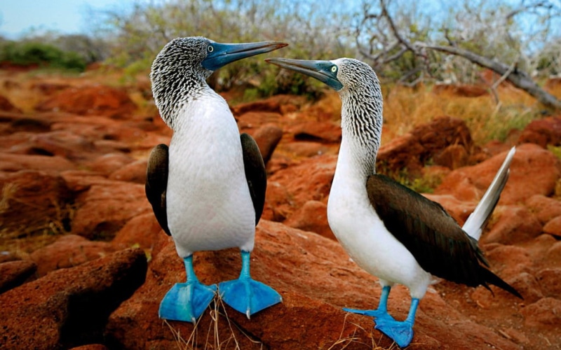 black, standing, day, footed, focus on foreground, nature, group of animals, outdoors, blue, solid, boobies, animals in the wild, full length, animal, no people