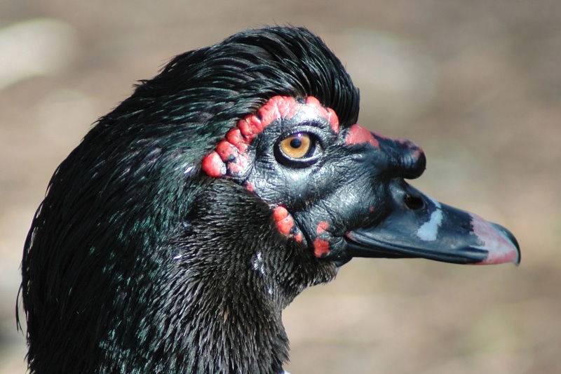 profile view, animals in the wild, close-up, no people, wildlife, mammal, focus on foreground, your-mama, day, animal wildlife, fowl, black, animal eye