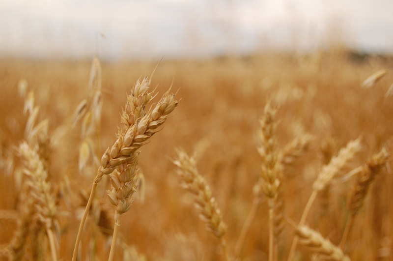 barley, gold Colored, stem, daytime, field, Norwich, cereal Plant, whole Wheat, 2K, Norfolk, yellow, Houghton House, English Heritage, growth, rice field