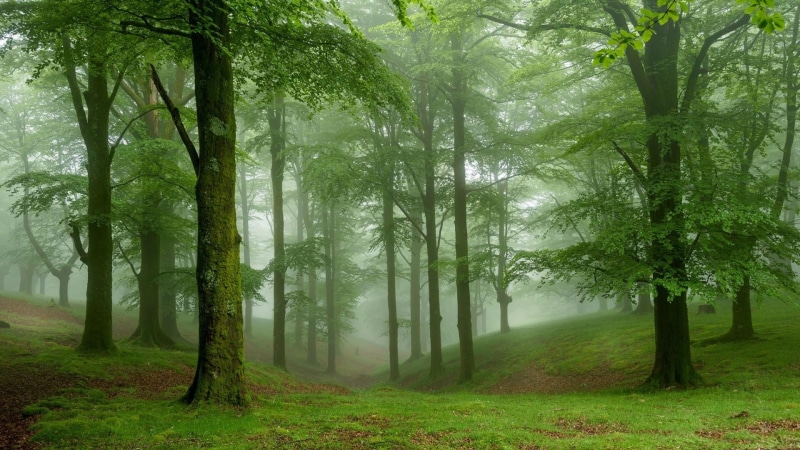 outdoors, no people, nature, tree, trees, woodland, environment, day, non-urban scene, fog, beauty in nature, trunk, scenics - nature, forest, tree trunk
