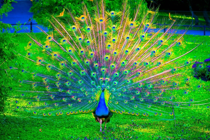 majestic, multicolored, nature, close-up, green Color, beak, animals in the wild, pattern, animal, one animal, tail, day, peacock feather, vertebrate, feather