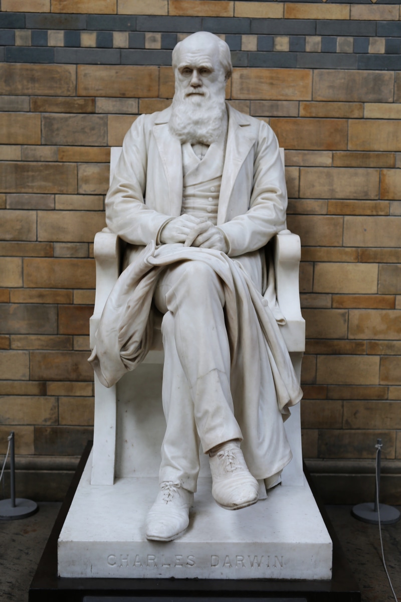 Museum, charles, clothing, full length, male likeness, architecture, craft, London, natural history museum, Charles Darwin, art and craft, no people, museum of natural history