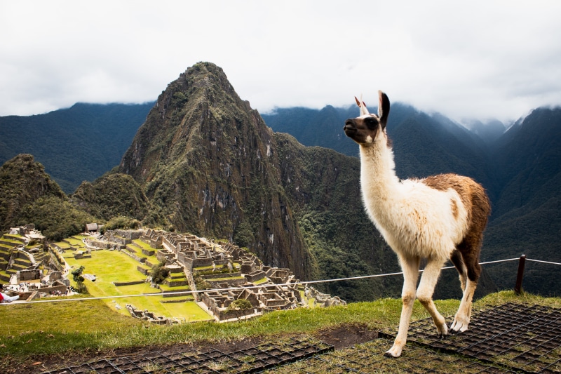 no people, arena, outdoors, day, alpaca, machu picchu, high, history, old ruin, brown, nature, amphitheater, travel destinations, livestock, ruins, countryside