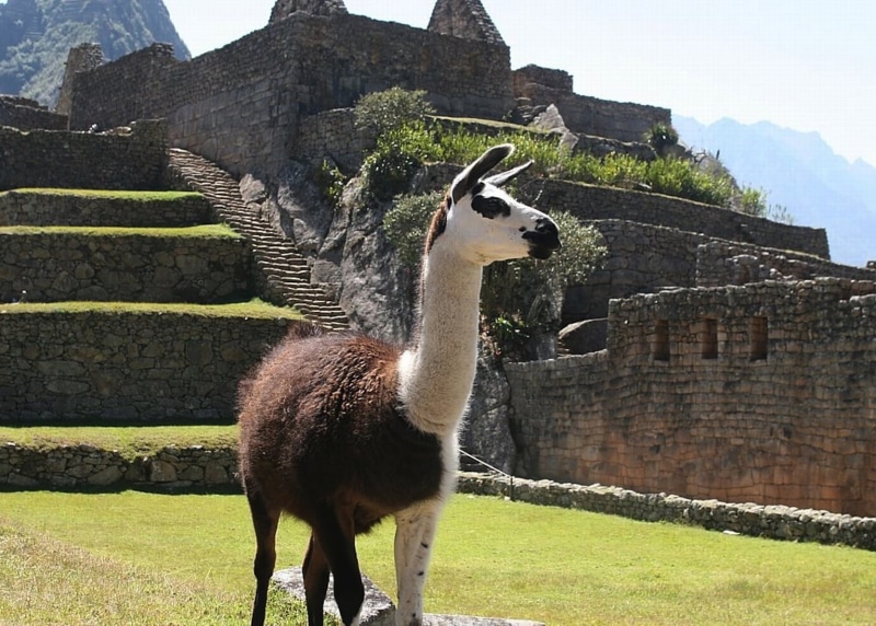 ruins, nature, animal, llama, animal themes, white, grass, one animal, brown, plant, travel destinations, peruvian Culture, travel, picchu, the past, ancient