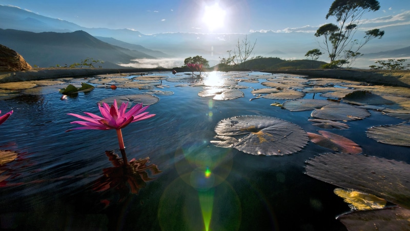 no people, floating on water, water lily, water, color, scenics - nature, reflection, admosfera, flower, nenúfares, estanque, 2K, sol, flowering plant