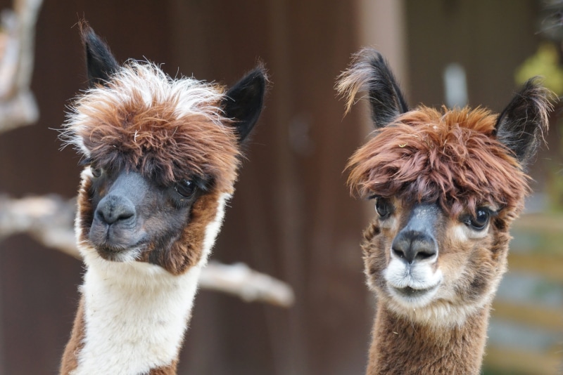 animal, focus on foreground, vertebrate, day, no people, domestic animals, domestic, animal themes, animal hair, llama, alpaca, close-up, paarhufer, group of animals