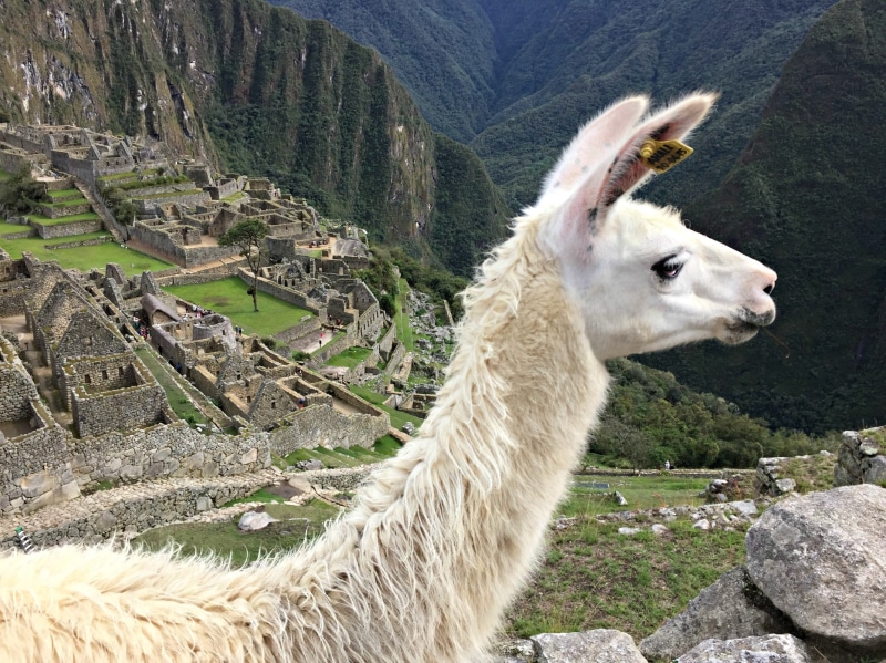 archaeology, concrete, famous Place, animal head, domestic, old Ruin, cusco City, animal themes, pets, nature, outdoors, picchu, standing, landscape, brown
