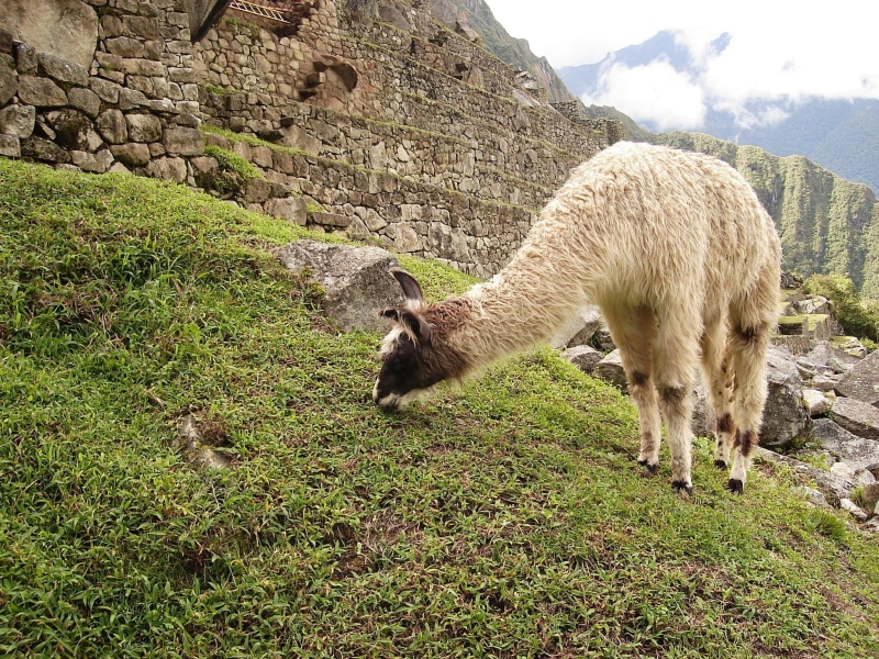 no people, plant, inca, Llama, animal themes, land, domestic, outdoors, livestock, architecture, rural Scene, machu, animals in the wild, mountainside