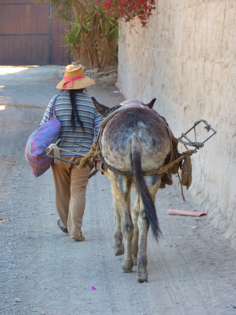day, vertebrate, people, real people, clothing, men, 4K, full length, livestock, beast of burden, last, mammal, street, standing, domestic animals, lifestyles