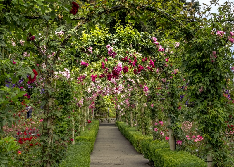 butchart gardens, plants, flower, springtime, brentwood bay, garden, scenery, no people, garden path, growth, hedge, tree, freshness, day, direction, plant