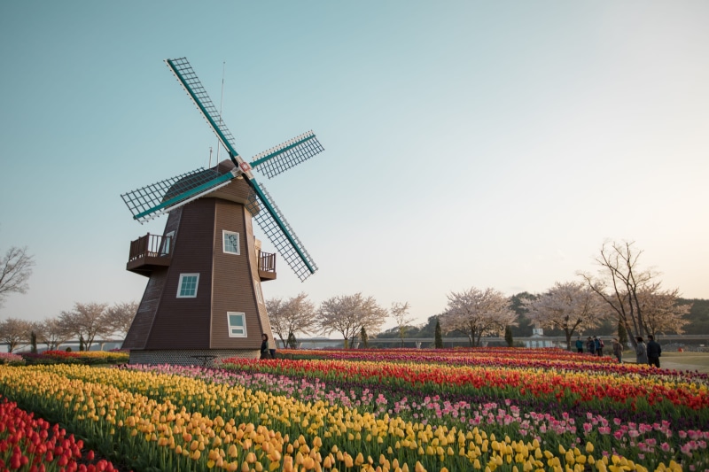 wind turbine, beauty in nature, turbine, plant, nature, tulip, sky, landscape, land, purple, flower, fuel and power generation, windmill, suncheon bay