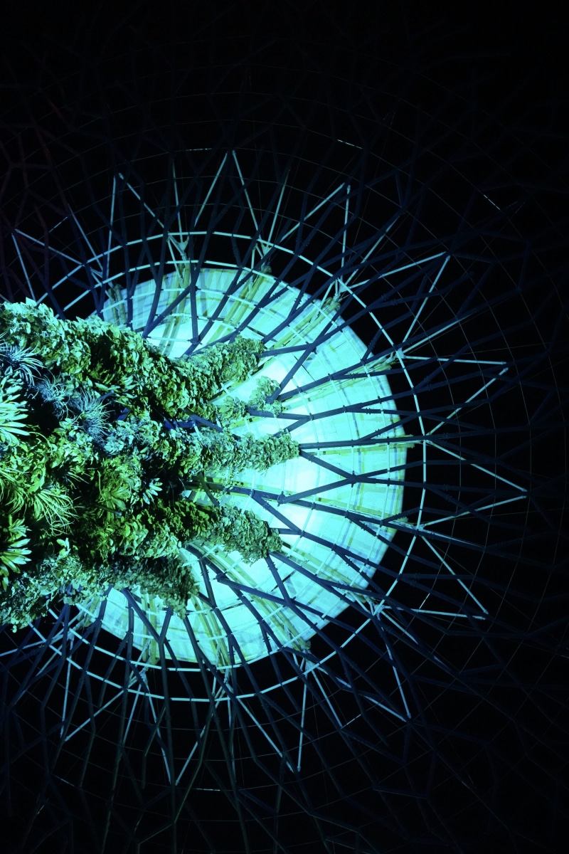 indoors, dark, beauty in nature, night, directly above, plant part, gardens by the bay, nature, studio shot, growth, tree, succulent plant, black background