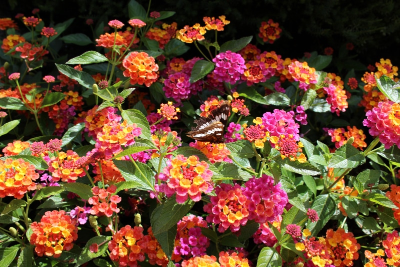 5K, background, flower, no people, fragility, flowers, beauty in nature, canada, brentwood bay, day, bc, lantana, leaf, freshness, the butchart gardens