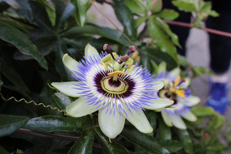 beauty in nature, 5K, freshness, flower, plant, inflorescence, blue, close-up, canada, yellow, petal, bc, passion flower, nature, day, the butchart gardens