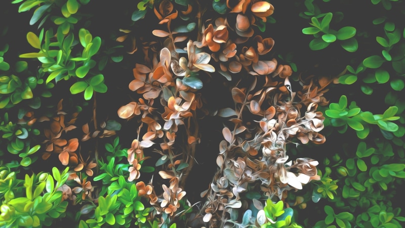 leaf, leaves, no people, 1080P, green color, tree, plant part, outdoors, land, nature, brown, plants, tea plant, full frame, close-up, growth, plant, pattern