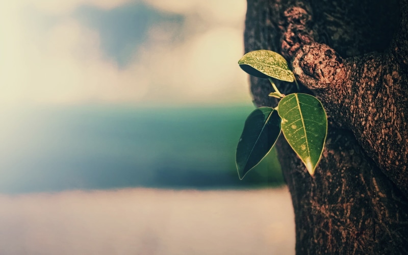 nature, day, water, selective focus, tree trunk, focus on foreground, green, plant, sunlight, tea plant, vintage, beauty in nature, no people, 1080P, outdoors
