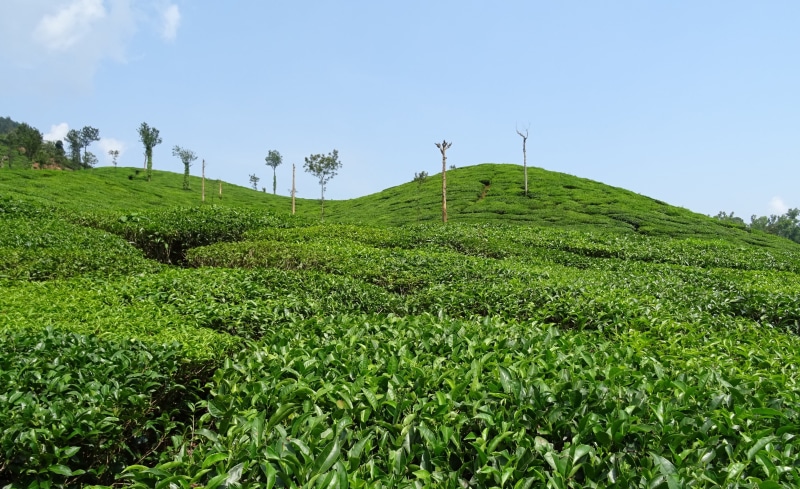 plantation, scenics - nature, plant, tree, agriculture, india, karnataka, tea, rural scene, growth, land, no people, hill, green color, nature, shree ganga
