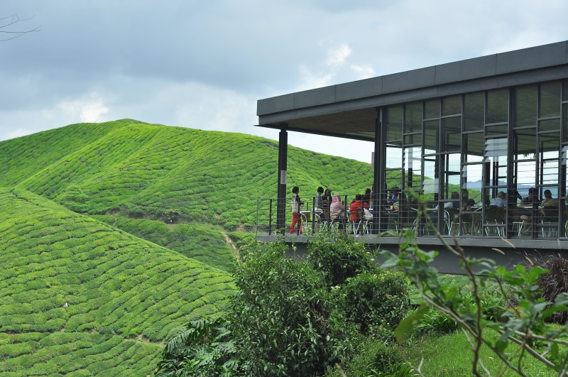malaysia, plant, field, cameron highlands, day, built structure, sky, people, outdoors, men, building exterior, nature, architecture, land, tree, group of people