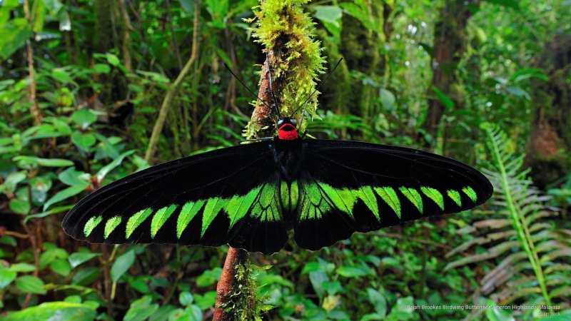 Animals, birdwing, brookes, 2K, malaysia, cameron, rajah, highlands, butterfly
