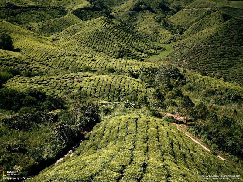 environment, green, National Geographic, scenics - nature, day, mountain, leafed, Malaysia, field, high angle view, 720P, tea crop, covered, land, plantation