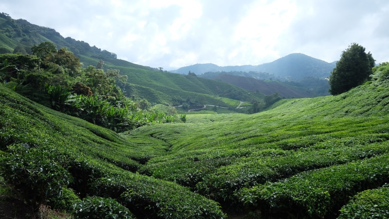 cameron highlands, landscape, tea plantation, tea crop, agriculture, land, crop, scenics - nature, slopes, plantation, nature, mountain range, tranquil scene