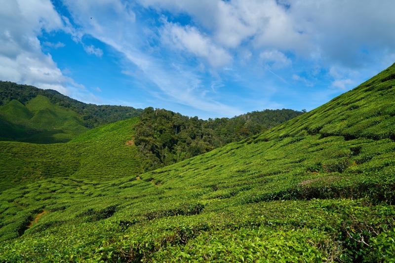 valley, malaysia, grass, summer, crop, plant, blue, asia, scenics, backgrounds, sky, mountain, tranquility, land, tranquil scene, hill, green Color, environment