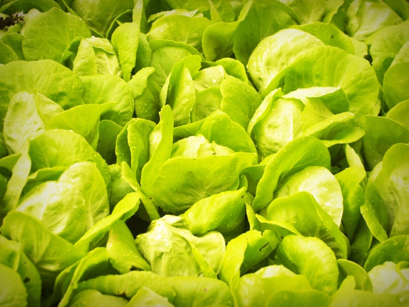 green color, aquaculture, cultivation, industry, green house, no people, plantation, freshness, farm, produce, aquiculture, soil, close-up, agriculture