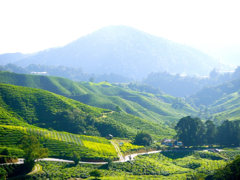 mountain range, green, non-urban scene, scenics, plant, vine, malaysia, scenics - nature, 2K, sky, beauty in nature, hills, plantation, landscape, outdoors