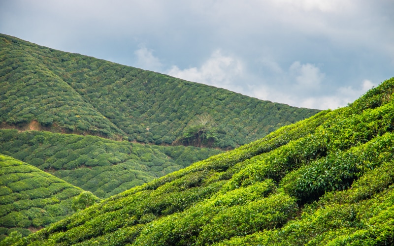 tranquility, lush foliage, agriculture, tranquil scene, scenics - nature, plantation, plant, beauty in nature, no people, highlands, cloud - sky, nature