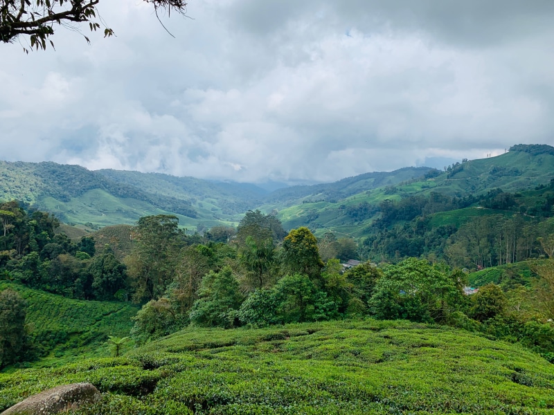 grassland, non-urban scene, day, nature, beauty in nature, meadow, green color, countryside, no people, scenics - nature, land, tranquility, landscape