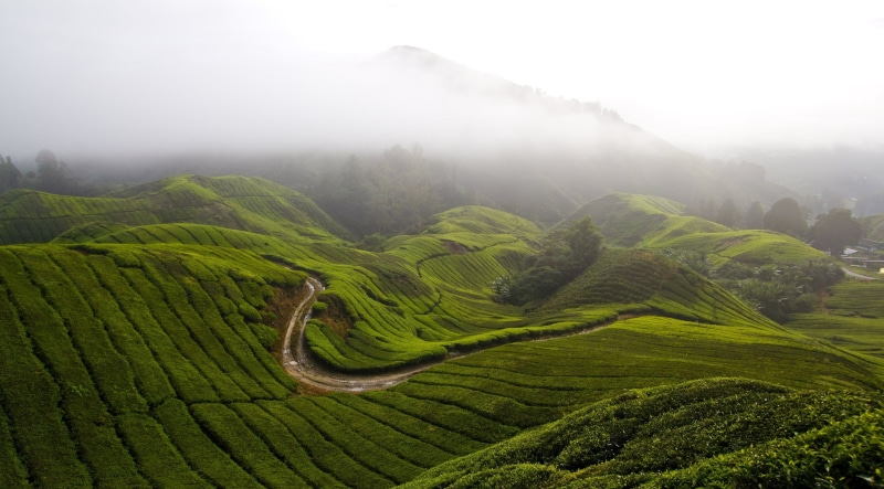 field, outdoors, rural scene, tranquility, plantation, no people, scenics - nature, cameron highlands 4k picture, tea crop, green color, crop, 4K, plant