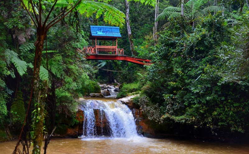 4K, river, forest, landscape, beauty in nature, wood, cameron, waterfront, malaysia, outdoors, flowing water, green color, flowing, growth, highlands