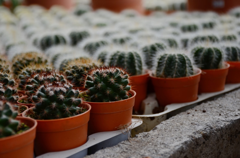 cactus, macro, cameron highlands, barrel cactus, interesting, succulent plant, malaysia, green, thorn, in a row, houseplant, flower pot, trees, greenery
