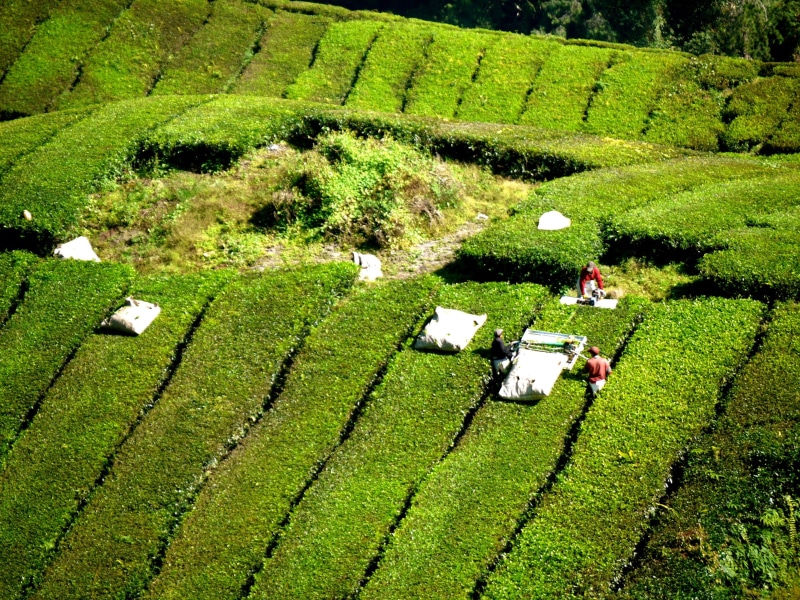 land, no people, rural scene, landscape, green, tea farm, green color, greenery, tree, plantation, tea plantation, hills, cameron highlands, tranquil scene