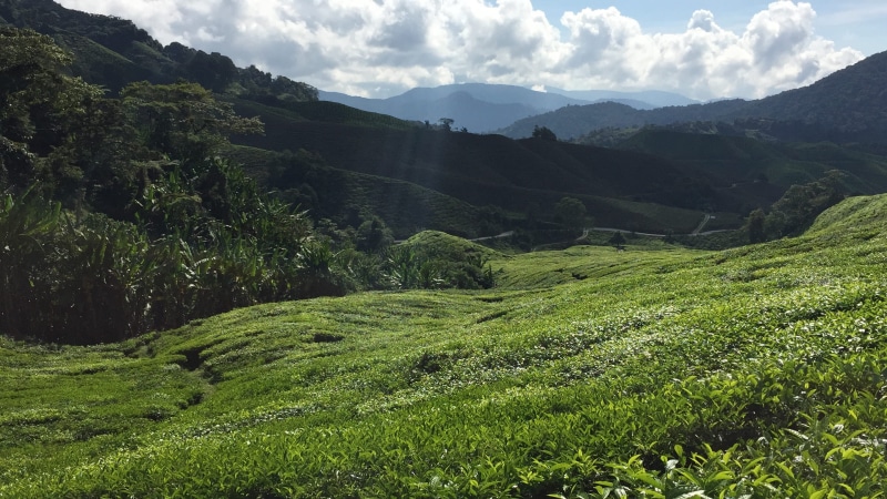 environment, land, 2K, green, cameron highlands, tree, mountain range, mountain, tress, green color, tea crop, cameran highland, tranquility, sky, no people